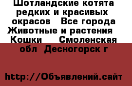 Шотландские котята редких и красивых  окрасов - Все города Животные и растения » Кошки   . Смоленская обл.,Десногорск г.